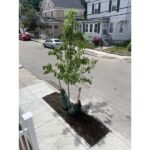 Boston Resident Shares How City Planted a Free Street Tree Just Six Weeks After Request