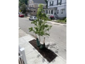 Boston Resident Shares How City Planted a Free Street Tree Just Six Weeks After Request