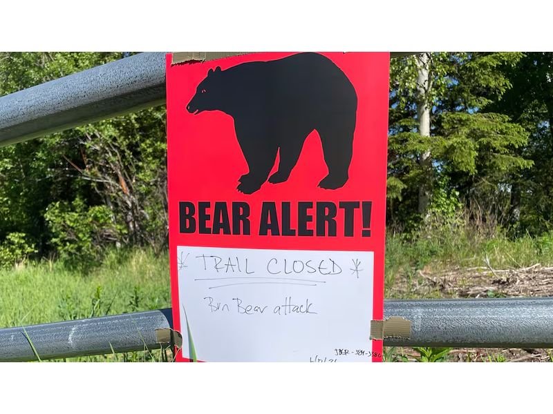 Colorado Wildlife Officials Share Bear Safety Tips as More People Head Outdoors This Summer