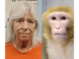 Missouri Foster Mother Pleads Guilty After Sending Foster Child to Texas in Exchange for a Monkey